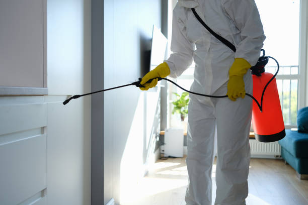 Best Basement Mold Removal  in Coalville, UT