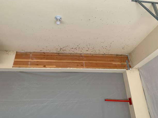 Best Asbestos and Lead Testing During Mold Inspection  in Coalville, UT